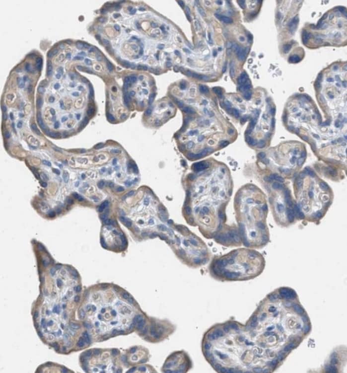 Staining of human placenta shows weak cytoplasmic positivity in trophoblastic cells.