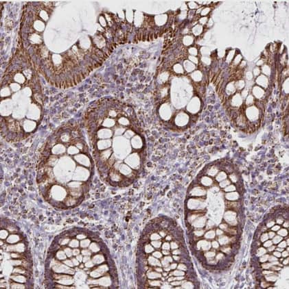 Immunohistochemistry-Paraffin: Pyruvate Dehydrogenase E2 Antibody [NBP2-34065] - Staining of human rectum shows strong cytoplasmic granular positivity in glandular cells.