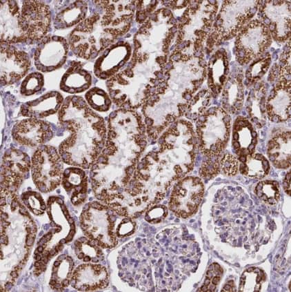 Immunohistochemistry-Paraffin: Pyruvate Dehydrogenase E2 Antibody [NBP2-34065] - Staining of human kidney shows strong cytoplasmic granular positivity in cells in tubules.