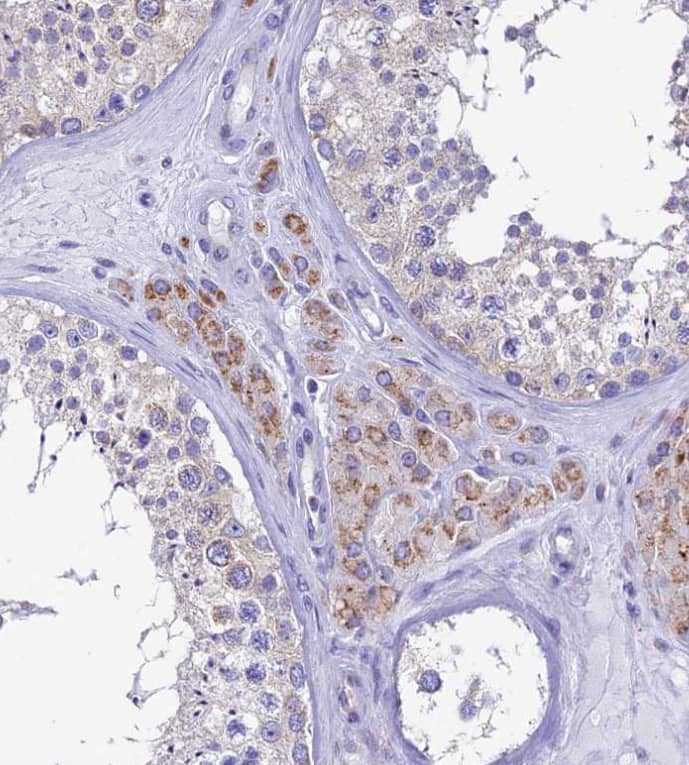 Immunohistochemistry-Paraffin REEP4 Antibody - BSA Free