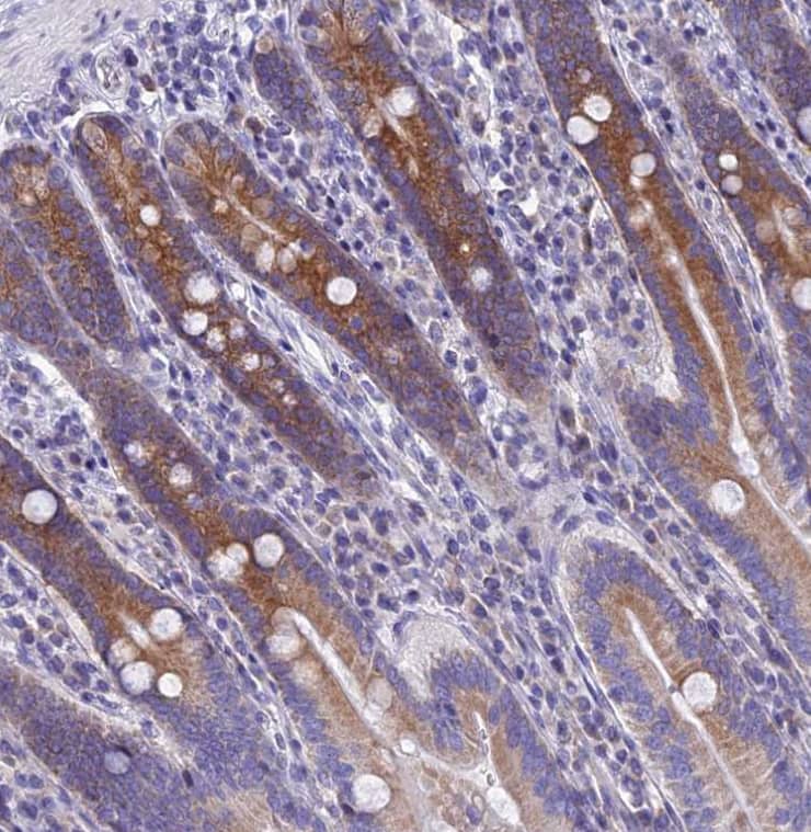 Staining of human duodenum shows strong granular cytoplasmic positivity in glandular cells.