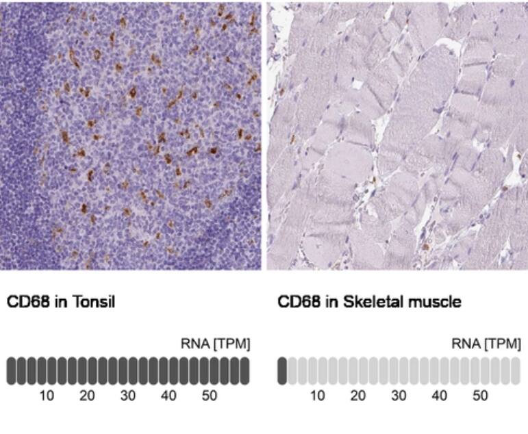 Analysis in human tonsil and skeletal muscle tissues using NBP2-34481 antibody. Corresponding CD68 RNA-seq data are presented for the same tissues.
