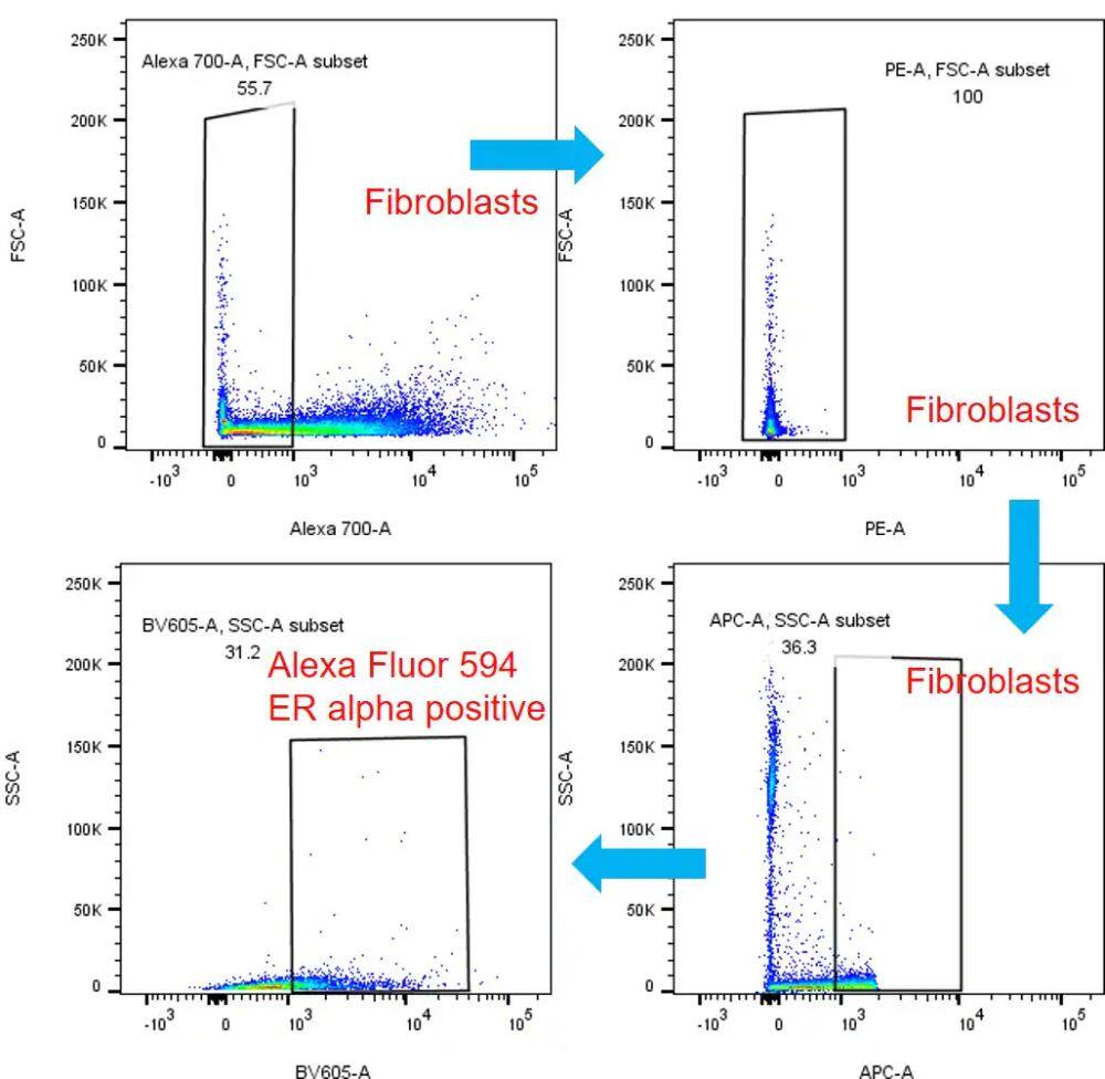 Flow Cytometry: Mouse Monoclonal ER alpha/NR3A1 Antibody (SPM567) - Azide and BSA Free [NBP2-34801] - Analysis using the Alexa Fluor (R) 594 conjugate of NBP2-34801.Clusters of CAF markers were used to identify the fibroblast population in mice tumor model. The ER-alpha expressing patterns in the small group were checked. The Fluor is 594, which was set as BV 605 in BD machine. Image from verified customer review.
