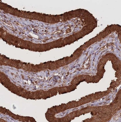 Immunohistochemistry: Endoglycan/PODXL2 Antibody [NBP2-37899] -Staining of human fallopian tube shows strong cytoplasmic positivity in glandular cells.