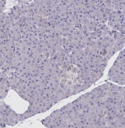 Immunohistochemistry-Paraffin: CRACC/SLAMF7 Antibody [NBP2-37951] -Staining of human pancreas shows no positivity in exocrine glandular cells as expected.