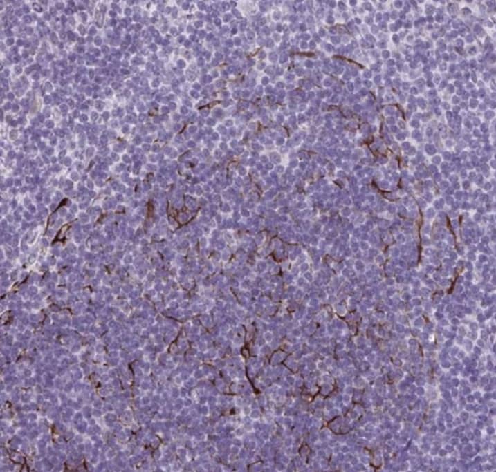  Staining of human placenta shows no positivity in trophoblastic cells as expected.