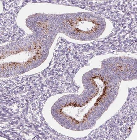 Staining of human endometrium shows strong granular pattern cytoplasmic positivity in glandular cells.