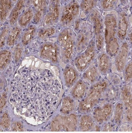 Immunohistochemistry-Paraffin: SMIM1 Antibody [NBP2-38120] -Staining of human kidney shows moderate granular cytoplasmic positivity in cells in tubules. 