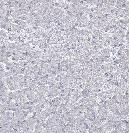 Immunohistochemistry-Paraffin: VGLL4 Antibody [NBP2-38421] -Staining of human liver shows no positivity in hepatocytes as expected.