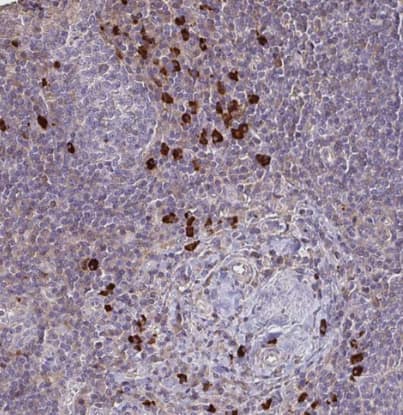 Immunohistochemistry-Paraffin: IL-18 BPa/IL18BP Antibody [NBP2-38481] -Staining of human lymph node shows strong cytoplasmic positivity in non-germinal center cells.