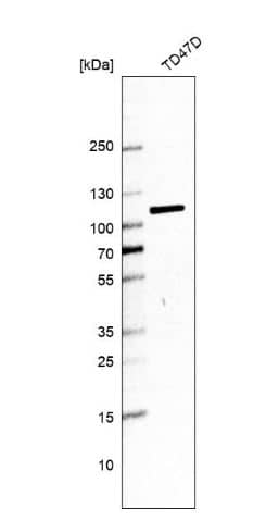 Western Blot: Golgin 97 Antibody [NBP2-38528] -Analysis in human cell line TD47D.