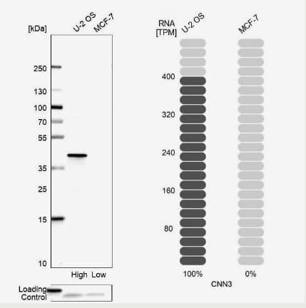 <b>Orthogonal Strategies Validation. </b>Western Blot: Acidic Calponin Antibody [NBP2-38643] - Analysis in human cell lines U2OS and MCF-7 using Anti-CNN3 antibody. Corresponding CNN3 RNA-seq data are presented for the same cell lines. Loading control: Anti-PFN1.