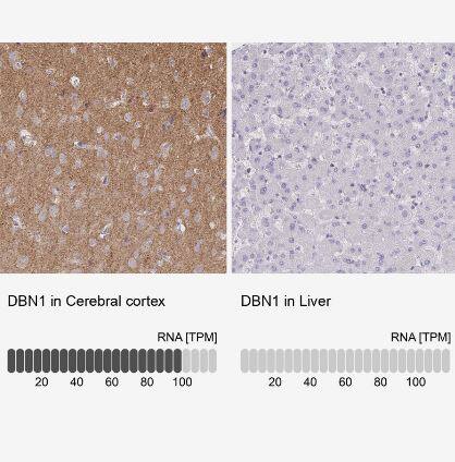 Immunohistochemistry-Paraffin: Drebrin 1 Antibody [NBP2-38650] -Analysis in human cerebral cortex and liver tissues using NBP2-38650 antibody. Corresponding DBN1 RNA-seq data are presented for the same tissues.