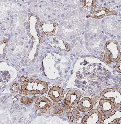Immunohistochemistry-Paraffin: Drebrin 1 Antibody [NBP2-38650] - Staining of human kidney shows strong membranous positivity in cells in tubules.