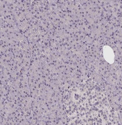 Immunohistochemistry-Paraffin: CCDC101 Antibody [NBP2-38670] -Staining of human Pancreas shows very weak nuclear positivity in exocrine glandular cells.