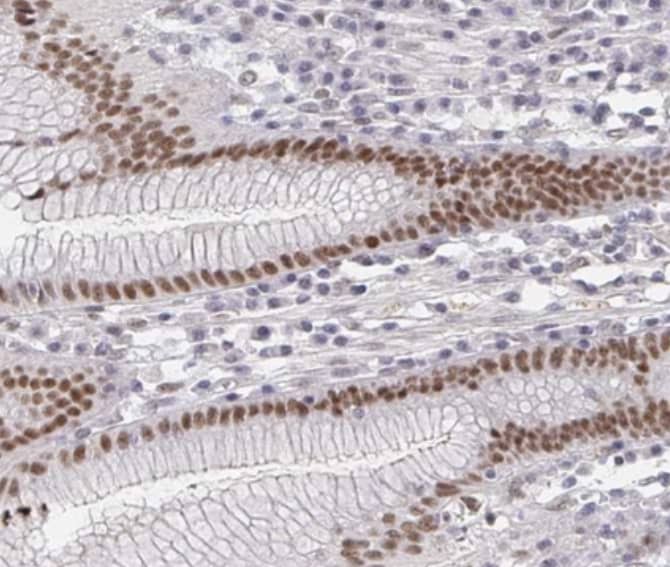  Staining of human stomach shows moderate nuclear positivity in glandular cells.