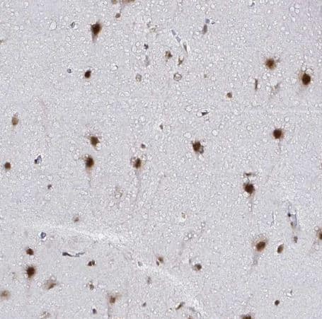 Immunohistochemistry-Paraffin: SNRPC Antibody [NBP2-38755] - Staining of human cerebral cortex shows strong nuclear positivity in neurons.