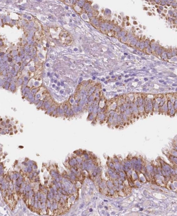 NOS1AP Antibody [NBP2-38758] -