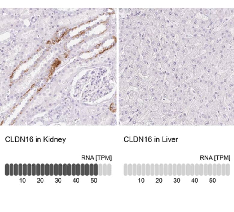 Immunohistochemistry-Paraffin Claudin-16 Antibody - BSA Free