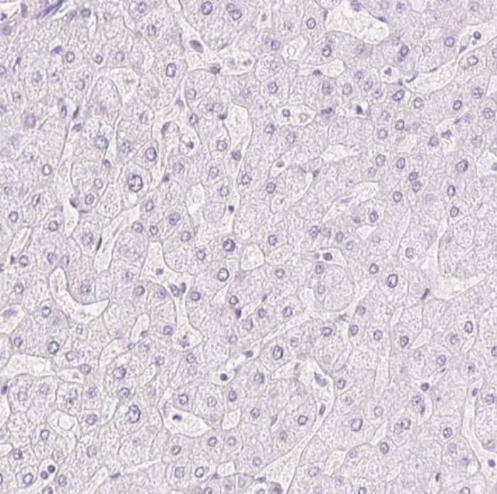 Immunohistochemistry-Paraffin Claudin-16 Antibody - BSA Free