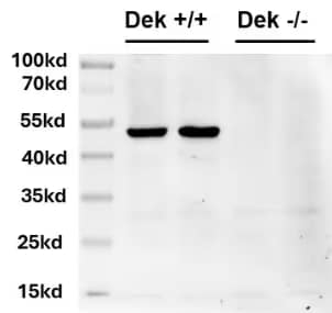 Western Blot: Rabbit Polyclonal DEK Antibody [NBP2-38834] - Antibody used to detect DEK protein in the liver lysates of DEK+/+ and DEK -/- mice by western blot at 1 ug/ml. DEK bands appeared at around 52 kDa. Image from a verified customer review.