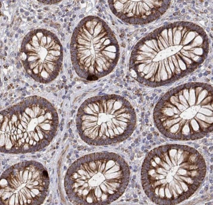 Staining of human colon shows strong granular cytoplasmic positivity in glandular cells.