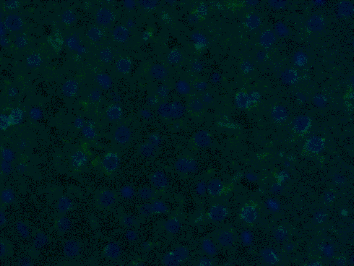 Immunohistochemistry-Paraffin: Rabbit Polyclonal IL-28B/IFN-lambda 3 Antibody [NBP2-41236] - Detection of IFN-lambda 3 by immunofluorescence staining in a hepatic tissue of a conventional pig, showing a low amount of IFN-lambda 3 in the perinuclear, cytoplasmic region of hepatocytes frequently forming the hepatic cords. x300. DAPI stained nuclei. Image from a verified customer review.