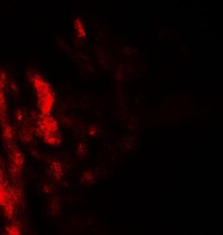 Immunocytochemistry/ Immunofluorescence: CD55/DAF Antibody - BSA Free [NBP2-41295] - Immunofluorescence of CD55/DAF in human lung tissue with CD55/DAF antibody at 20 ug/ml.