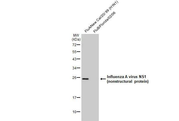 Influenza A viral lysate and Influenza B viral lysate (0.1 μg) were separated by 12% SDS-PAGE, and the membrane was blotted with Influenza A virus NS1 (nonstructural protein) antibody  diluted at 1:440. The HRP-conjugated anti-rabbit IgG antibody (NBP2-19301) was used to detect the primary antibody.