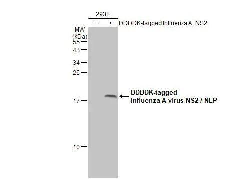 Western Blot: Influenza A H1N1 NS2 Antibody - (A/Puerto Rico/8/1934) [NBP2-42873] -Non-transfected (-) and transfected (+) 293T whole cell extracts (30 μg) were separated by 15% SDS-PAGE, and the membrane was blotted with Influenza A virus NS2 / NEP antibody diluted at 1:5000. The HRP-conjugated anti-rabbit IgG antibody (NBP2-19301) was used to detect the primary antibody.