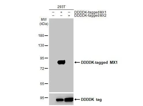 Western Blot: MxA/Mx1 Antibody (4812) [NBP2-43704] -Non-transfected (–) and transfected (+) 293T whole cell extracts (30 ug) were separated by 7.5% SDS-PAGE, and the membrane was blotted with MX1 antibody [4812] diluted at 1:5000. The HRP-conjugated anti-mouse IgG antibody (NBP2-19382) was used to detect the primary antibody.