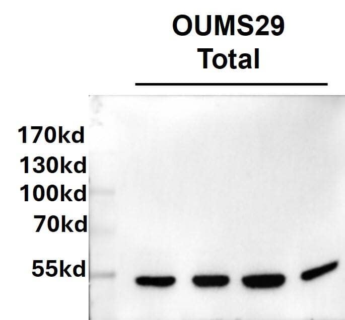 Western Blot HNF-3 alpha/FoxA1 Antibody (3B11NB) - BSA Free