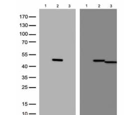 Western Blot: TDO2 Antibody (OTI2A4) [NBP2-45995] -Analysis of overexpressedlysates(15ug per lane) from HEK293T cellstransfected with empty plasmid , lane1) , human TDO2 plasmid , lane 2),mouse TDO2 plasmid,  lane 3) usinganti-TDO2 antibody  (1:500). Figure B,Western blot analysis of the same samples asfigure A with anti-DDK antibody, 1:1000)