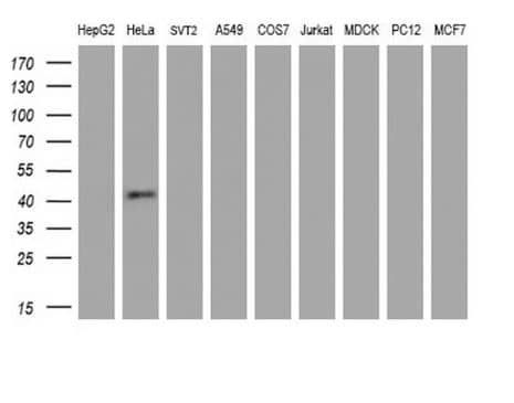 Western Blot: GDF-8/Myostatin Antibody (7H5) [NBP2-46025] - Analysis of extracts (35ug) from 9 different cell lines by using anti-MSTN monoclonal antibody (HepG2: human; HeLa: human; SVT2: mouse; A549: human; COS7: monkey; Jurkat: human; MDCK: canine; PC12: rat; MCF7: human) (1:200).