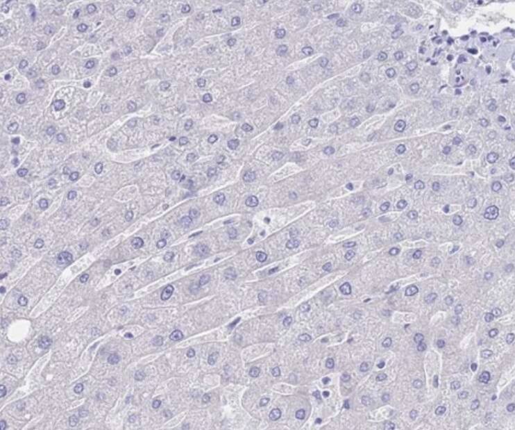 Immunohistochemistry-Paraffin LRRC37A Antibody - BSA Free