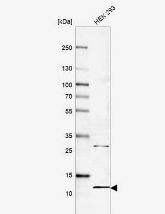 Western Blot: BOLA2 Antibody [NBP2-46726] -Analysis in human cell line HEK 293.