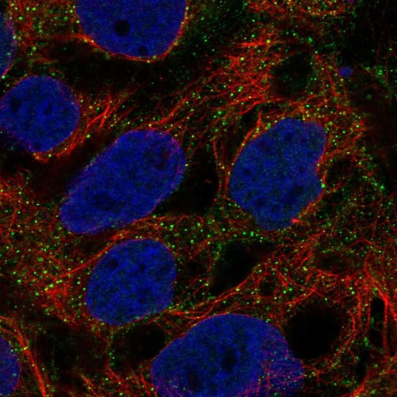 Staining of human cell line CACO-2 shows localization to vesicles. Antibody staining is shown in green.