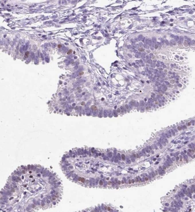  Staining of human fallopian tube shows weak nuclear positivity in glandular cells.