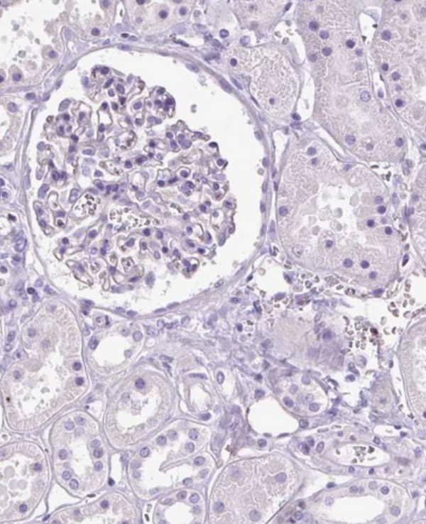  Staining of human kidney shows negative nuclear positivity in cells in tubules and cells in glomeruli as expected.