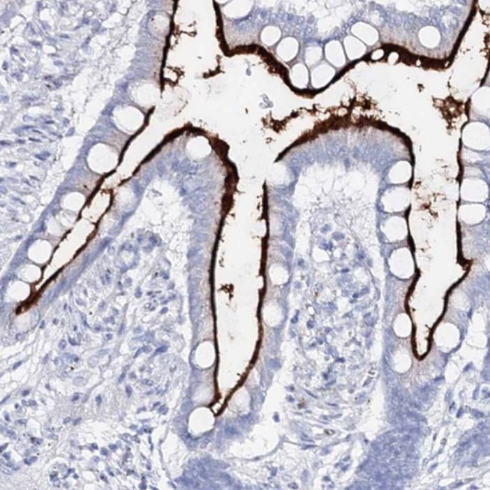  Staining of human small intestine shows strong positivity in apical membrane in glandular cells.