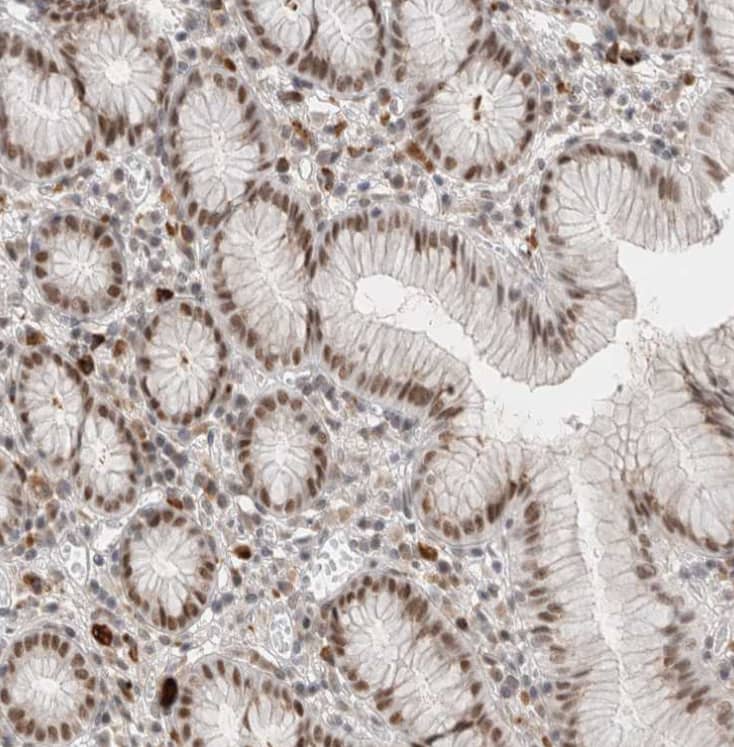 Staining of human stomach shows strong nuclear positivity in glandular cells.