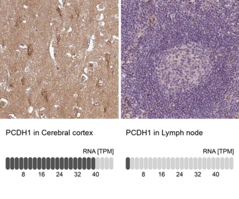 Immunohistochemistry-Paraffin Protocadherin-1 Antibody - BSA Free