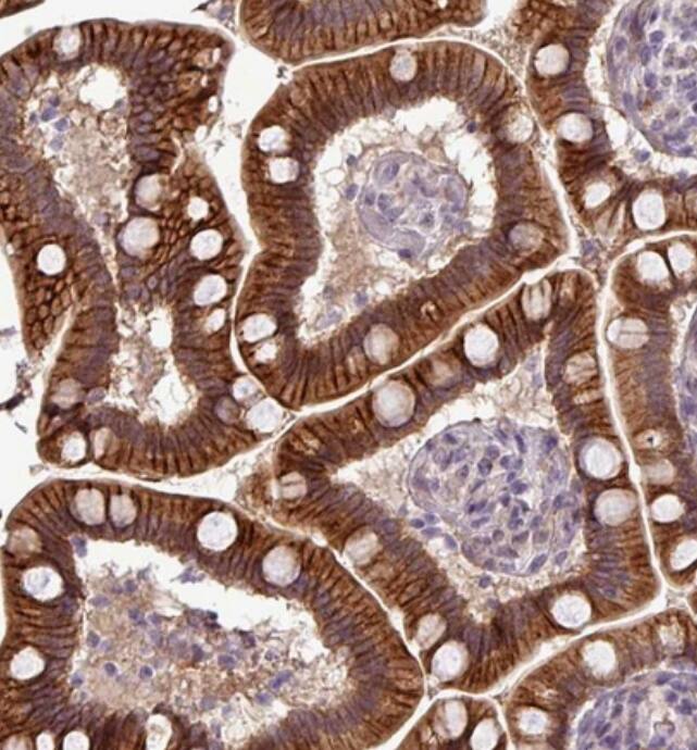 Immunohistochemistry-Paraffin Protocadherin-1 Antibody - BSA Free