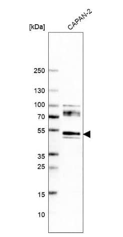 Western Blot: Neuroplastin Antibody [NBP2-47357] - Analysis in human cell line CAPAN-2.