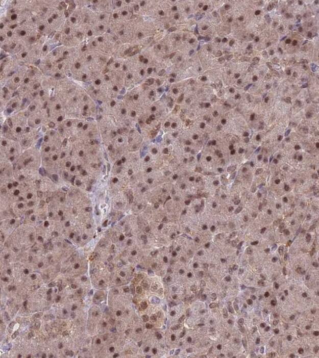 Immunohistochemistry-Paraffin DEAF1 Antibody - BSA Free