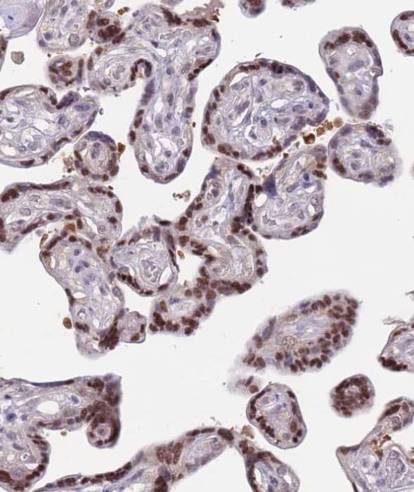 Staining of human placenta shows strong nuclear positivity in trophoblastic cells.