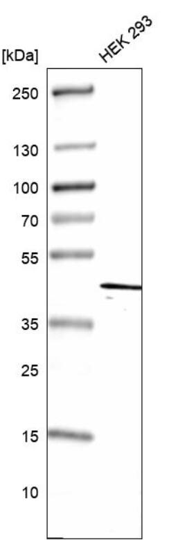 Western Blot DEAF1 Antibody - BSA Free