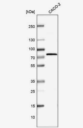 Western Blot: TRAP1 Antibody [NBP2-47597] -  Analysis in human cell line CACO-2.