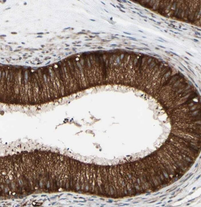 Staining of human epididymis shows strong cytoplasmic positivity in glandular cells.
