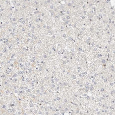 Immunohistochemistry-Paraffin ZNF683 Antibody - BSA Free